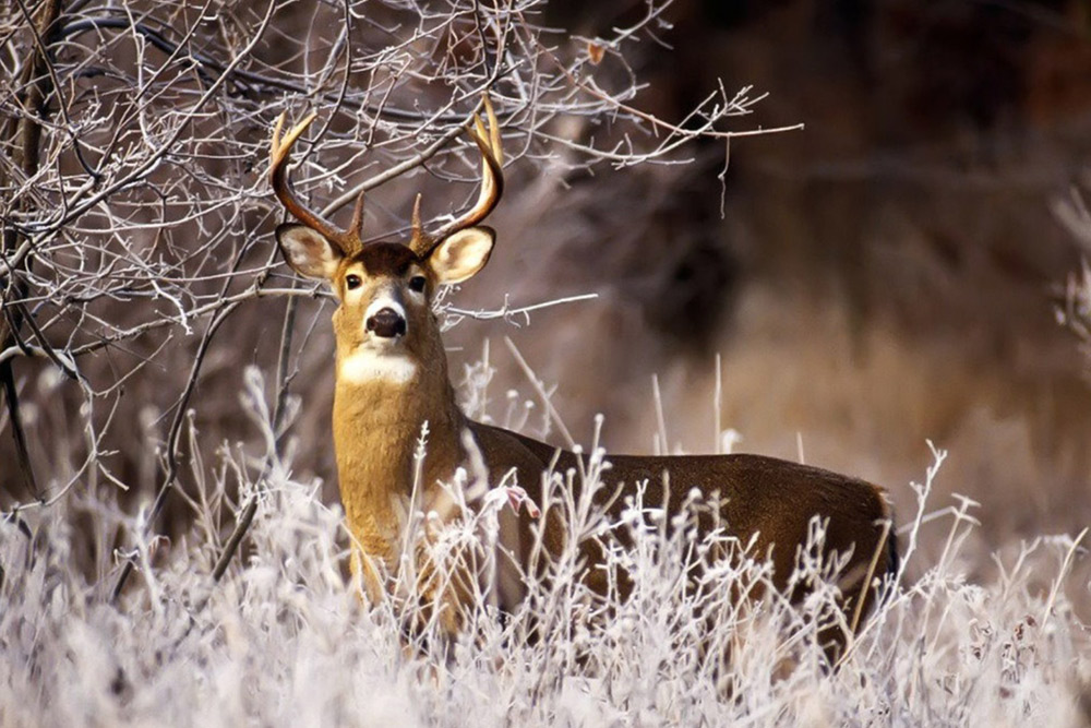 deerseason2013