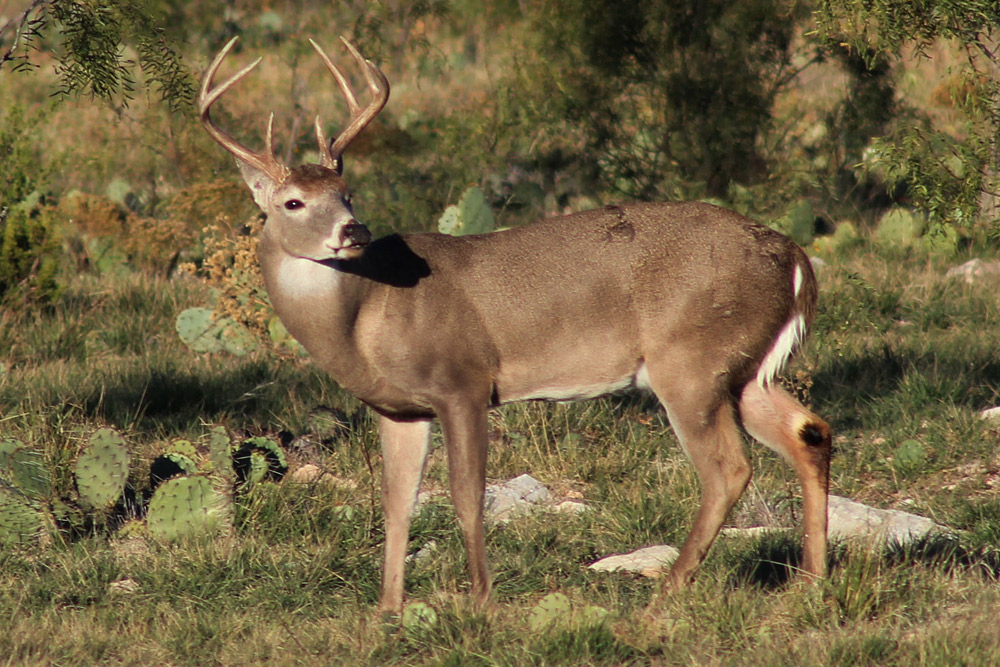 deerseason2014